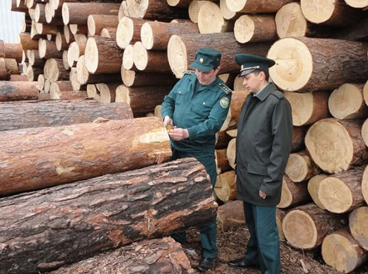 Путин поручил запретить с 2022 года экспорт необработанной древесины