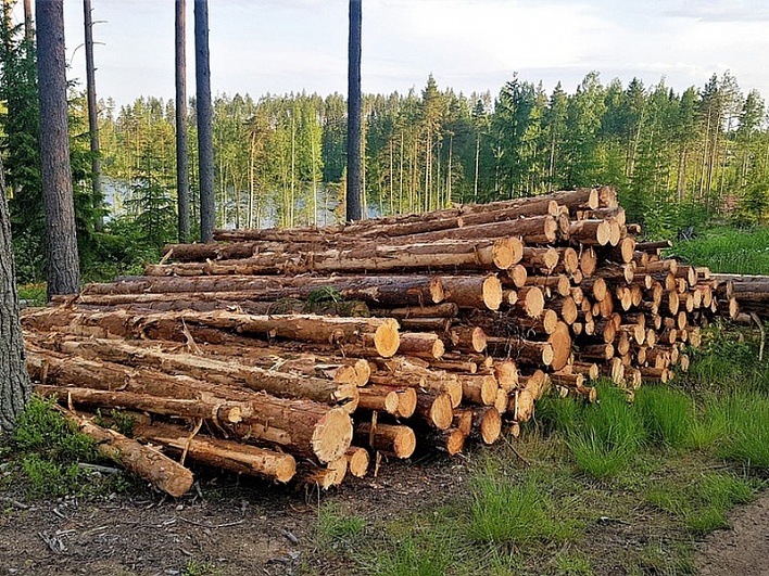 Определены два ж/д пункта пропуска для убытия из РФ необработанного леса