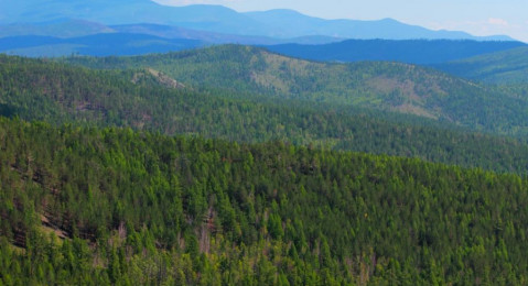 Невозвращение более 352 млн рублей за проданный лес выявила Бурятская таможня