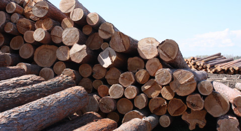 Путин назвал недопустимым сбой сроков введения запрета на вывоз необработанной древесины