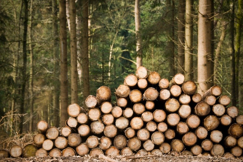 На Дальнем Востоке планируют создать госкомпанию по экспорту круглого леса