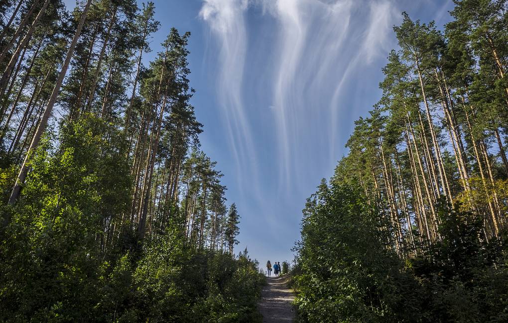 В России квоты на экспорт древесины хвойных пород отменят с 2022 года