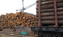 ФТС России информирует об изменении с 1 января 2022 года особенностей перемещения отдельных видов необработанной и грубо обработанной древесины