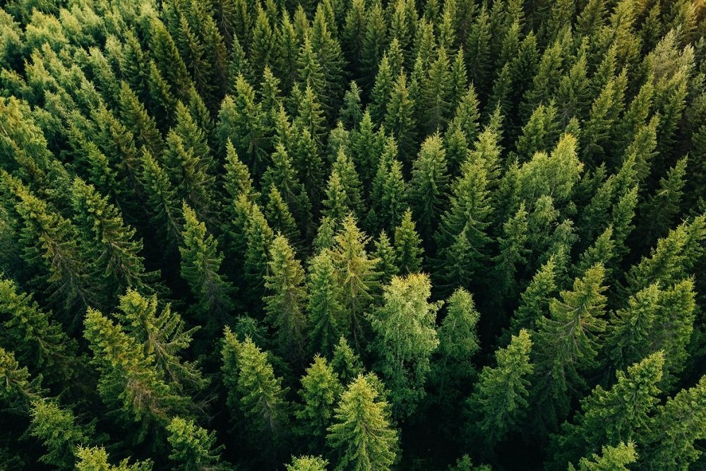 С января 2022 года заработают новые правила для экспорта леса