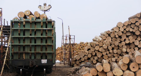 Более 16 млн рублей таможенных платежей не заплатила в бюджет государства благовещенская фирма за экспорт лесоматериалов