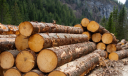 Вниманию участников ВЭД осуществляющих торговлю древесиной