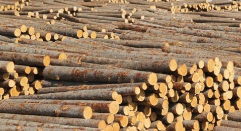 Наводит доску: бизнес просит ограничить вывоз деревянного сырья