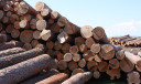 Сибирская оперативная таможня пресекла деятельность ОПГ, незаконно экспортировавшей древесину в Китай на 260 млн рублей