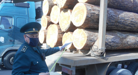 Алтайские таможенники выявили более 30 преступлений по линии лесоэкспорта