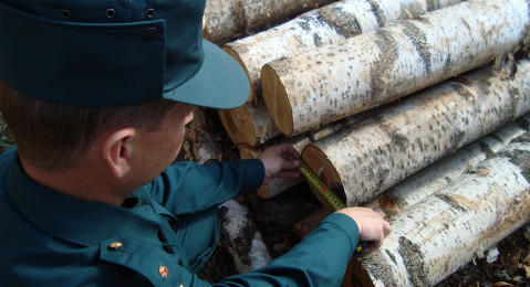 Ориентация: Восток. Экспорт лесоматериалов перенаправлен в Китай